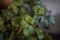 Plectranthus verticillatus close up