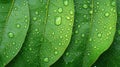 Fresh Leaves Covered in Dew Drops Royalty Free Stock Photo