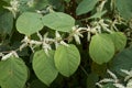 Reynoutria japonica plants in bloom