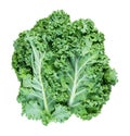 fresh leaves of curly-leaf kale (leaf cabbage Royalty Free Stock Photo