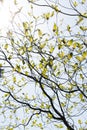 Fresh leaves of dogwood (Cornus florida) and the light Royalty Free Stock Photo