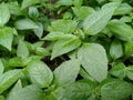 The fresh leaves (Eleutheranthera ruderalis) are at the back of the house Royalty Free Stock Photo