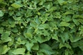 Fresh leaves of Fallopia baldschuanica plant