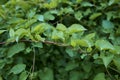 Fresh leaves of Fallopia baldschuanica plant