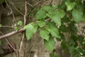 Fresh leaves of Fallopia baldschuanica plant