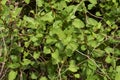 Fresh leaves of Fallopia baldschuanica plant