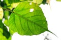 Fresh leaves of Ficus religiosa