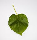 Fresh leaves Royalty Free Stock Photo