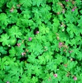 Fresh leaves and geranium