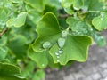 Fresh leaves of a ginkgo tree with water drops