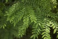 Fresh leaves of Gleditsia triacanthos tree Royalty Free Stock Photo