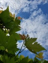 Fresh leaves of grape with curved tendril against clouds in blue sky Royalty Free Stock Photo