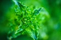 fresh leaves of growing mint close-up from top view Royalty Free Stock Photo