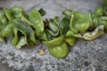 Hoya carnosa compacta succulent leaves Royalty Free Stock Photo