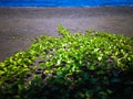 Fresh Leaves Of Ipomoea Pes-caprae Or Bayhops Plants Grows On The Beach