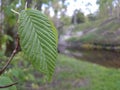 Fresh leaves. Royalty Free Stock Photo