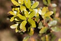 Fresh leaves of a kermes oak, Querqus coccifera Royalty Free Stock Photo
