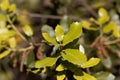 Fresh leaves of a kermes oak, Querqus coccifera Royalty Free Stock Photo