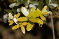 Fresh leaves of a kermes oak, Querqus coccifera Royalty Free Stock Photo