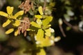 Fresh leaves of a kermes oak, Querqus coccifera Royalty Free Stock Photo