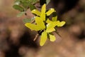 Fresh leaves of a kermes oak, Querqus coccifera Royalty Free Stock Photo