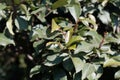 Fresh leaves of a Khat or qat bush, Catha edulis