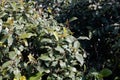 Fresh leaves of a Khat or qat bush, Catha edulis