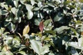 Fresh leaves of a Khat or qat bush, Catha edulis