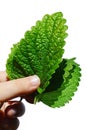 Fresh leaves of Lemon Balm herb Melissa Officinalis held in left hand of young girl, white background Royalty Free Stock Photo