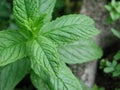 Fresh leaves of Mentha piperita