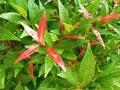 fresh leaves in the morning with dew drops, Bekasi, Indonesia Royalty Free Stock Photo