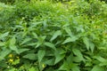 Fresh leaves of nettle urtica dioica in the garden