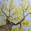 Fresh leaves of old oak tree and blue sky Royalty Free Stock Photo
