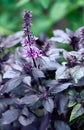 Fresh leaves of purple basil on a green natural background. close up. Food background. Vertical crop.