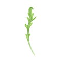 Fresh leaves salad arugula. Watercolor painting on white background. Illustration for design, textiles, menu, paper