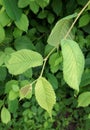 Fresh Leaves of Smooth-leaf Elm Royalty Free Stock Photo