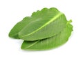 Fresh leaves sorrel Royalty Free Stock Photo