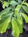 The fresh leaves of the soursop tree are full of health benefits Royalty Free Stock Photo