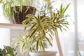Fresh leaves spider plant pot in house garden with morning sunlight and selective focus.Chlorophytum in white flowerpot Royalty Free Stock Photo