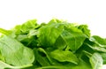 Fresh leaves spinach Royalty Free Stock Photo