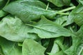 Fresh leaves spinach with water drops Royalty Free Stock Photo