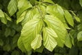 Fresh leaves in spring of the tree Parrotia persica