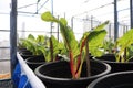 fresh leaves Swiss Chard or Rainbow Chard vegetable isolate on white backgrund. Chard is distinguishable by the color of the chard Royalty Free Stock Photo