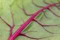 fresh leaves Swiss Chard or Rainbow Chard vegetable isolate on white backgrund. Chard is distinguishable by the color of the chard Royalty Free Stock Photo