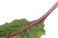 fresh leaves Swiss Chard or Rainbow Chard vegetable isolate on white backgrund. Chard is distinguishable by the color of the chard Royalty Free Stock Photo