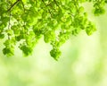 Fresh leaves of Tilia