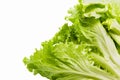 Fresh leaves of a young salad close-up on a white background. Royalty Free Stock Photo