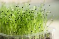 Fresh leek sprouts, microgreens in a plastic container. Germination of seeds at home. Vegan and healthy food concept