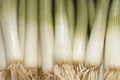Fresh Leeks Royalty Free Stock Photo