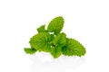 Fresh lemon balm bunch isolated Royalty Free Stock Photo